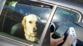 Důchodkyně nechala svého psa zavřeného na slunci v autě. Šla na návštěvu, zvíře se málem upeklo