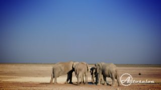 Další sloni v Etoshe
