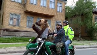 Medvěd na sajdkáře je větší než oba lidští cestují