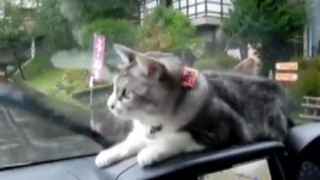 Video Divácké zprávy: Kočka už má toho stěrače ako