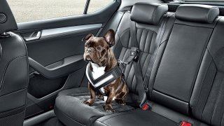 Řidiči své zvířecí miláčky v autech často vozí na volno. Ze zvířete je ale při nehodě smrtící zbraň