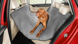 pes v autě