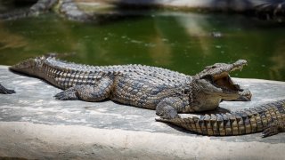 800 krokodýlů v areálu Djerba Explore