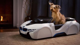 BMW dogwalker